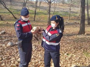 Jandarmadan yaralı şahine şefkat eli