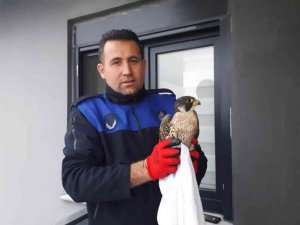 Bitkin halde bulunan gökdoğan yeniden doğaya salındı