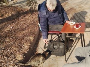 Mahalle kedileri onlar sayesinde doyuyor