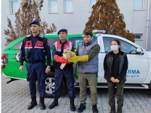 Jandarmanın bulduğu yaralı şahin koruma altına alındı