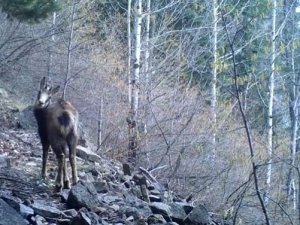 Yaban hayatındaki çeşitlilik fotokapanlara yansıdı