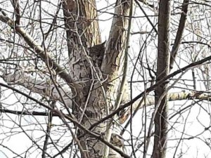 Canını kurtarmak için ağaca tırmandı