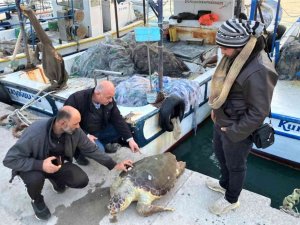 Akdeniz’in simgesi bir bir ölüyor... İki haftada ikinci kez bulundu