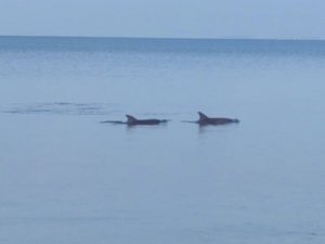 Dikili Sahili’nde yunusların şovu mest etti