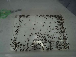 Karadeniz bölgesinde kestane ağaçlarını yok eden gal arısıyla mücadele başlıyor