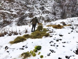 Bingöl’de yaban hayvanları için doğaya yem bırakıldı