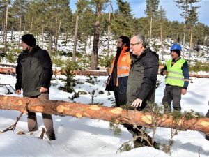 Kütahya ormanlarında silvikültür çalışması