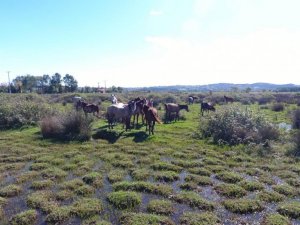 Drone gören atların şaşkınlığı