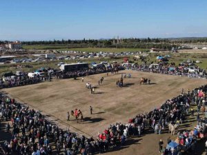 Ayvalık’ta deve güreşleri heyecanı şölene dönüştü