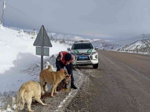 Jandarmada ekipleri hayvanları unutmadı
