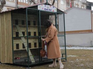 Kedileri Sivas’ın ayazından bu kulübeler koruyacak