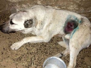 Kurdun yaraladığı köpek tedavi edildi