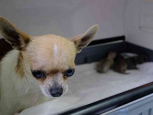 Üniversite hastanesinde köpeğe sezeryanla doğum