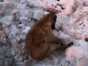 Kahramanmaraş’ta köpekler donarak öldü