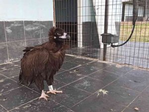 Yorgun düşen akbaba Keşan’da tedavi altına alındı