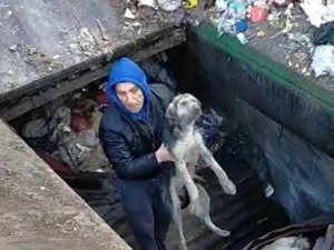 Çöp ayrıştırma makinesine düşen köpek kurtarıldı