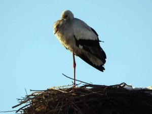 4 yıldır göç etmeyen leylek köyün maskotu oldu