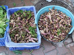 Kaldirik otu pazarda yerini aldı