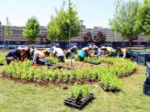 Diyarbakır 2021’de 3 milyon 500 bin mevsimlik çiçekle süslendi