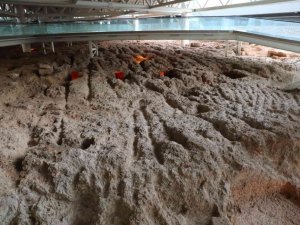 Doğu Garajı Nekropol Alanı müze oluyor