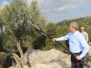 Başkan Kaplan zeytin hasadına katıldı