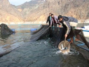Ayvalı Baraj Gölü’nde alabalık ve somon üretimi, balıkçıların yüzünü güldürüyor