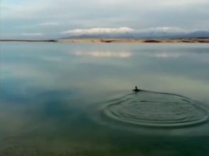 Oltaya balık yerine karabatak takıldı, vatandaş neye uğradığını şaşırdı