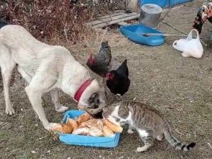 Kangal köpeğinin kediyle dostluğu yürekleri ısıttı