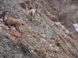 Nesli tükenme tehlikesi altında bulunan dağ keçileri yola indi, vatandaşlar cep telefonlarına sarıldı