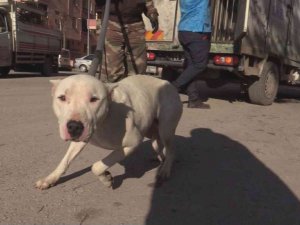 İlkokul çevresinde dolaşan yasaklı ırk köpek ekipler tarafından yakalandı