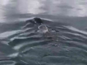 Akyaka’da Akdeniz Foku Görüntülendi