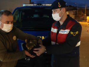 Yaralı Şahin’i jandarma kurtardı