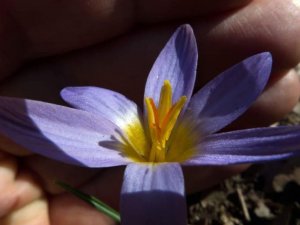 En son 28 yıl önce görünen bitkiler Kayseri’de yeniden gözlemlendi