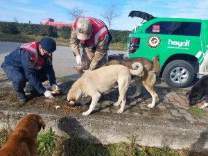 Giresun’da jandarma sokak hayvanlarını besledi