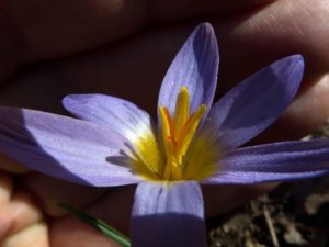 Gökkız ve Kuyruklu Çiğdem 30 yıl sonra ilk defa görüntülendi