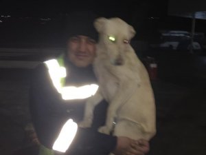 Ankara’da otobüs şoförünün köpekle yaşadığı eğlenceli anlar kamerada