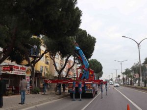 Nazilli’de budanan ağaçlar ihtiyaç sahiplerine yakacak oluyor