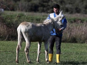 Mardin’de çöp toplamakta kullanılan eşek emekli oldu