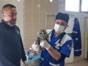 Belediye ekibi yavru baykuşu sağlığına kavuşturdu