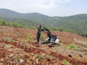 Mersin’de 2021’de 2,5 milyon fidan dikildi