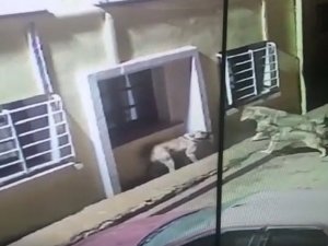Kurtlar köye dadanıp köpeklere saldırdı, o anlar güvenlik kamerasına yansıdı