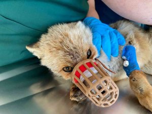 Silahla yaralanan çakal ve tilkinin tedavisi devam ediyor