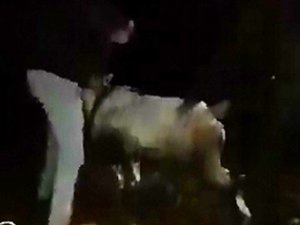 Tel örgülere takılan dağ keçisini köylüler ve jandarma kurtardı