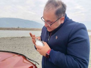 Çatal kuyruklu martı, boynuna takılan plastik cisimden kurtarıldı