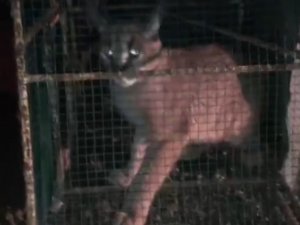 Kümese giren Karakulak, doğa koruma ekiplerini harekete geçirdi