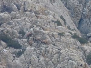 Yaban keçilerinin liderlik kavgası kameralarda