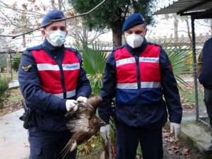 Avcıların vurduğu şahin otelin tenis kortunda yaralı halde bulundu
