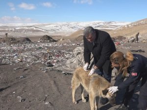 Erciş’te belediye ekipleri sokak hayvanlarına yiyecek bırakarak aşılarını yaptı