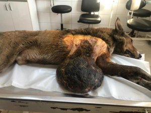 Sokak köpeğindeki 6 kilogramlık tümör ameliyatla alındı