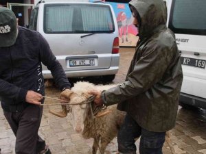 Didim’de sürüsünden ayrılan Maviş isimli koyun korumaya alındı